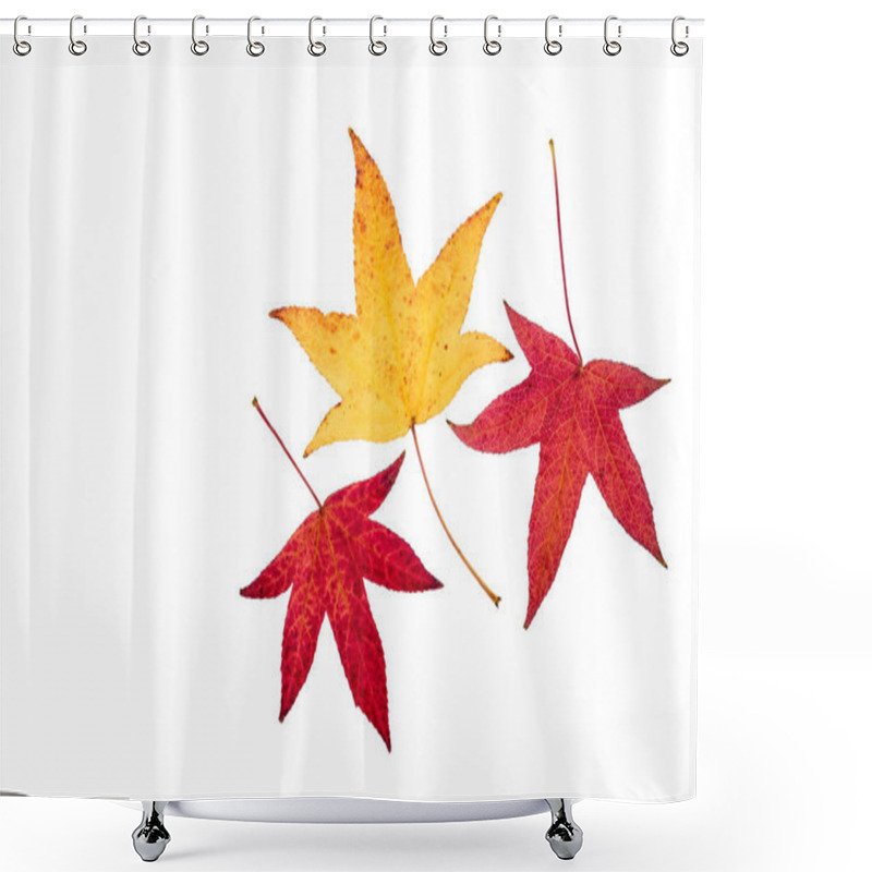 Personality  Set Of Three Japanese Maple Tree Leaves In Autumn Colours Shower Curtains