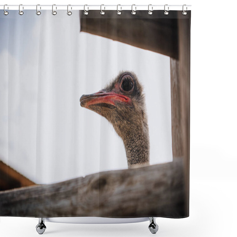 Personality  Closeup Shot Of Ostrich Muzzle Against Cloudy Sky At Zoo Shower Curtains