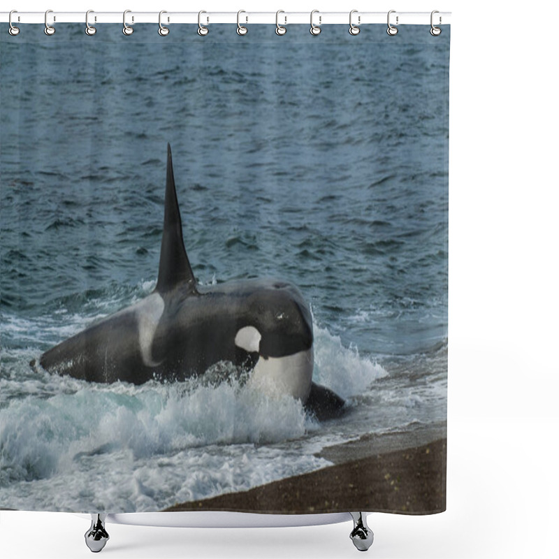 Personality  Killer Whale Or Orca Lying On Sandy Beach In Water, Peninsula Valdes, Patagonia, Argentina Shower Curtains