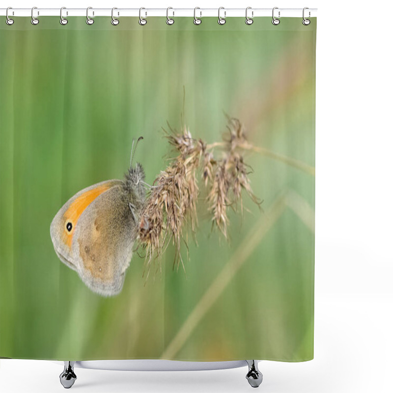 Personality  Photos Of Butterflies Feeding On Flowers Shower Curtains