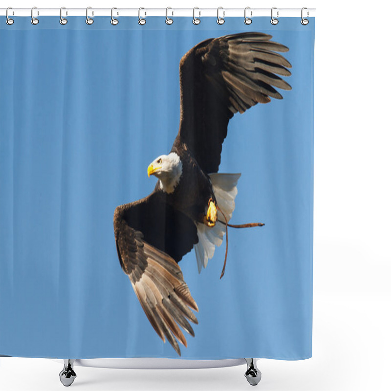 Personality  Bald Eagle Flying Shower Curtains