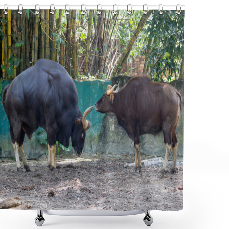 Personality  Two Large Muscular Bulls Shower Curtains