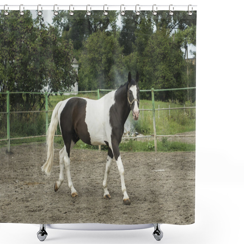 Personality  White Horse With Big Black Spots Standing On The Sand In The Paddock Shower Curtains