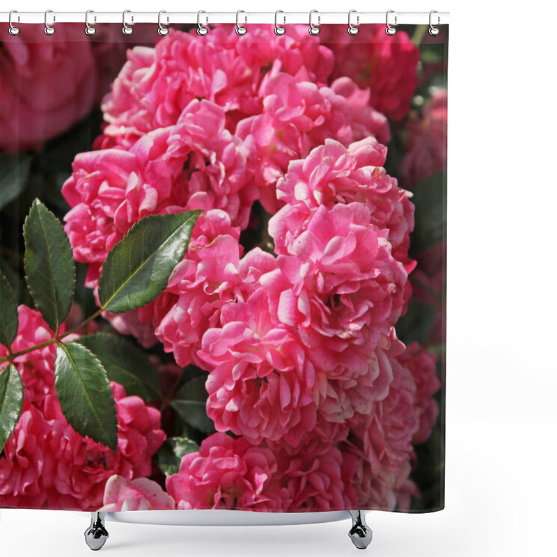 Personality  Flourishing Pink Rose Bush, Full Bloom Shower Curtains