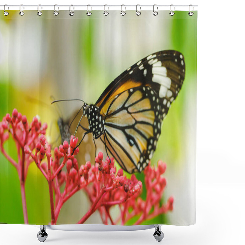 Personality  Danaus Chrysippus Sucking Nectar On A Red Flower. Shower Curtains