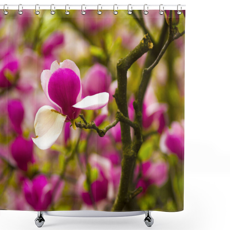 Personality  Decoration Of Few Magnolia Flowers. Magnolia. Magnolia Flower. M Shower Curtains