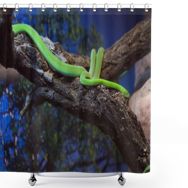 Personality  Western Green Mamba (Dendroaspis Viridis). Shower Curtains