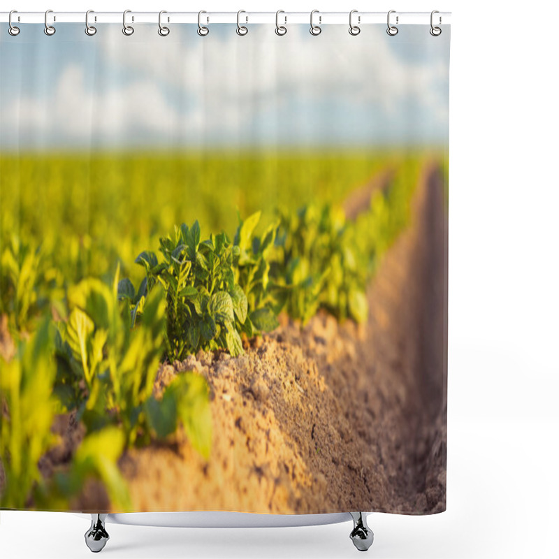 Personality  Fresh Green Potato Field During Sunset Shower Curtains