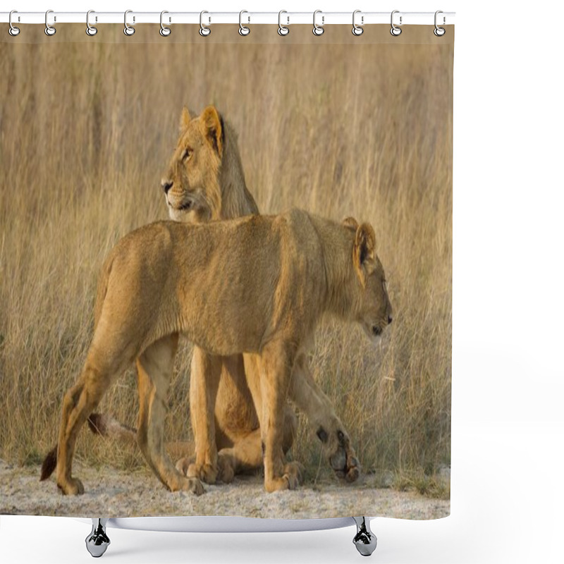 Personality  Mighty Lion Watching The Lionesses Who Are Ready For The Hunt Shower Curtains