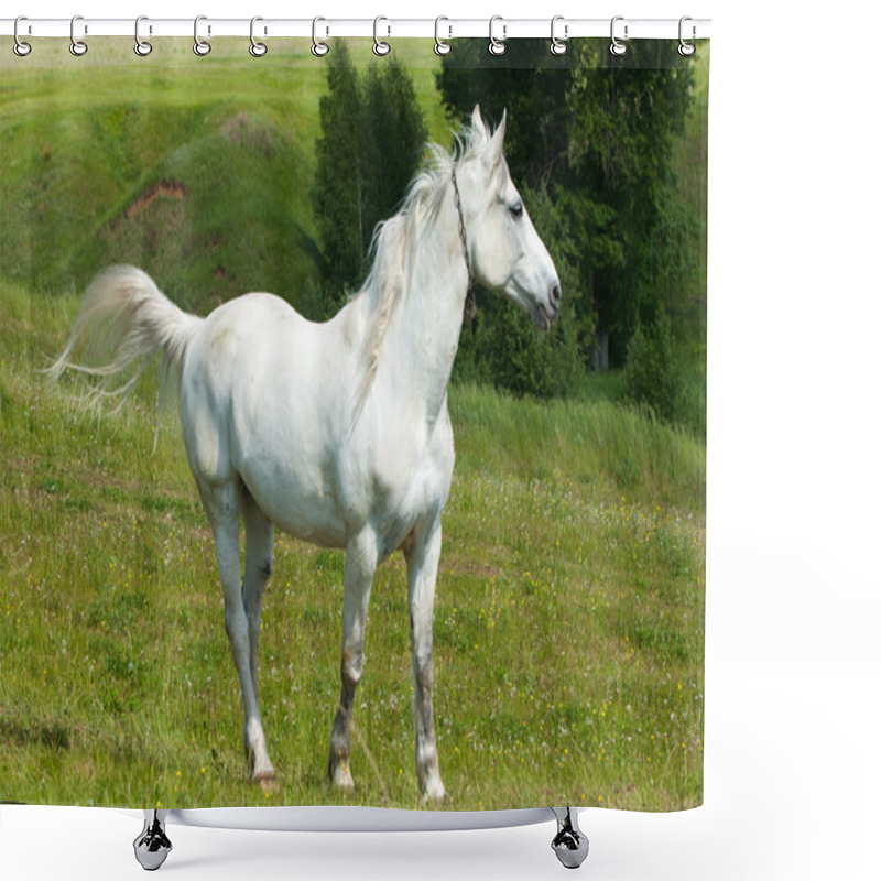 Personality  Horse Grazes On A Green Lawn Shower Curtains