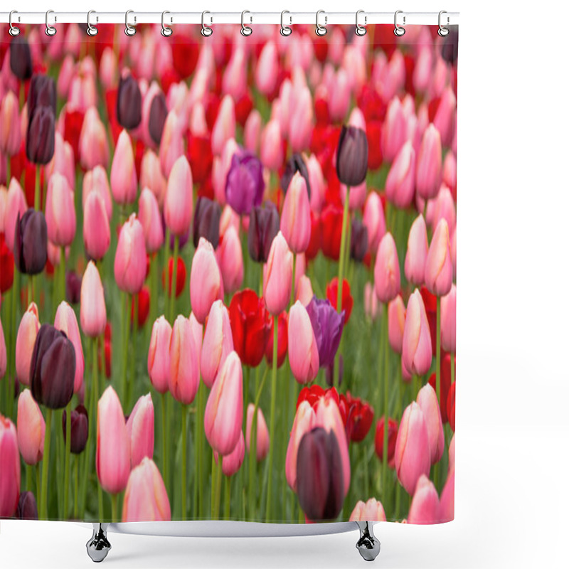 Personality  Pink Tulips Shower Curtains