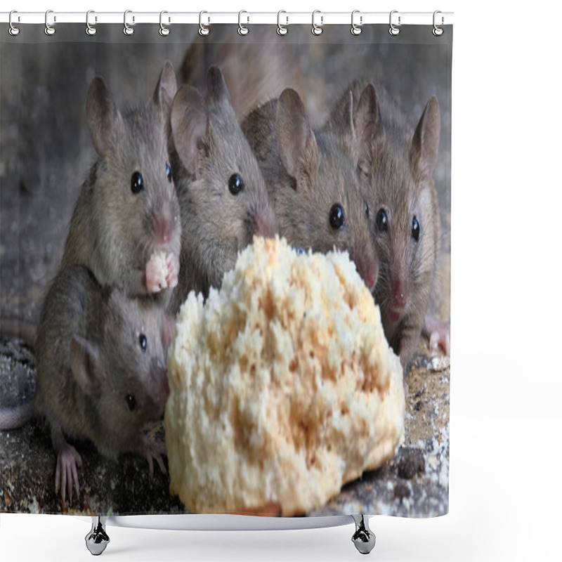 Personality  House Mice In Urban House Garden Eating A A Discarded Scone. Shower Curtains