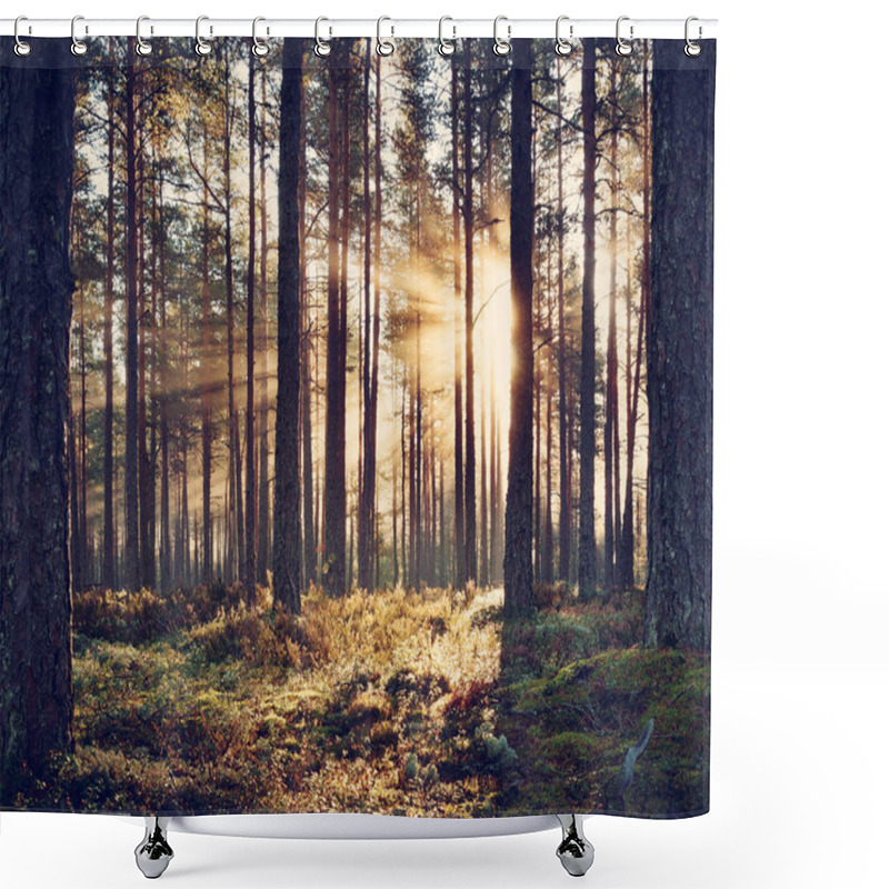 Personality  Coniferous Forest With Morning Sun Shining Shower Curtains