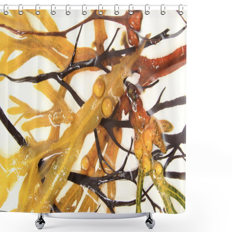 Personality  Various Brown Algae Shower Curtains