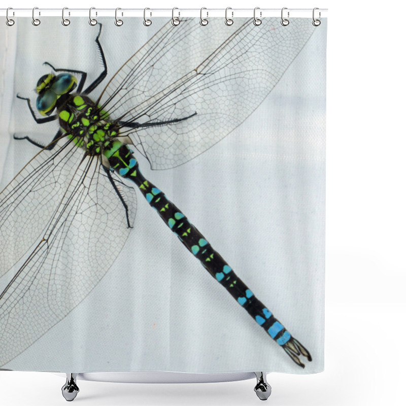 Personality  Quietly Posing A Dragonfly Shower Curtains