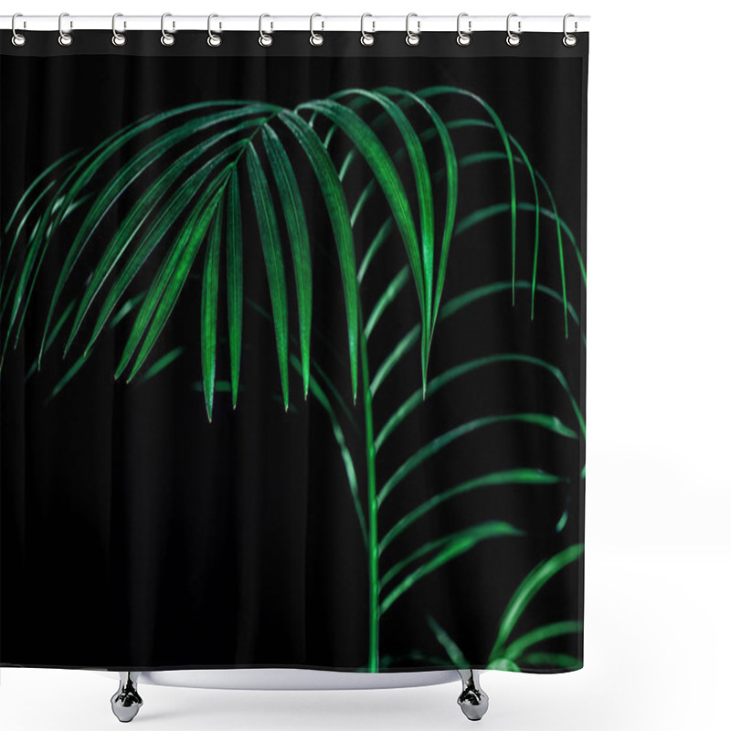 Personality  Green Tropical Palm Leaf, Isolated On Black Shower Curtains