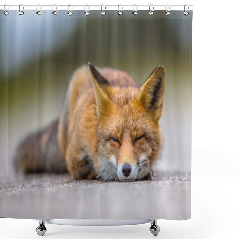 Personality  Sleeping European Red Fox Shower Curtains