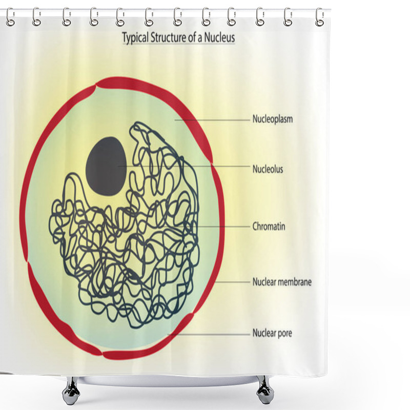 Personality  Typical Structure Of A Nucleus Shower Curtains