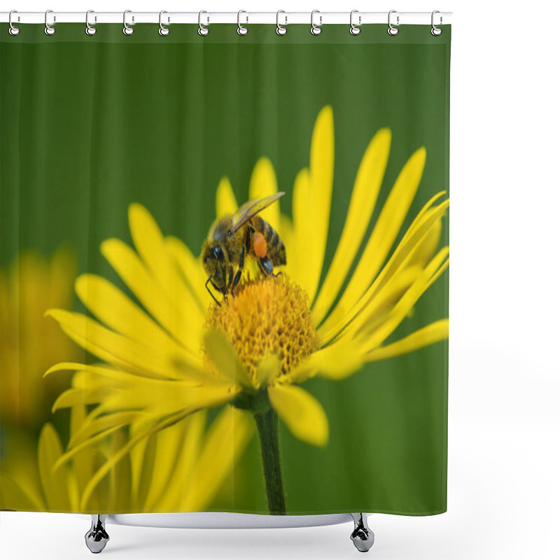 Personality  Honey Bee Pollinating Yellow Daisy Flowers In The Spring Shower Curtains