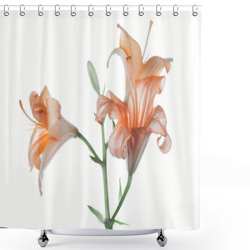 Personality  Beautiful Tender Orange Lily Flowers Isolated On White   Shower Curtains