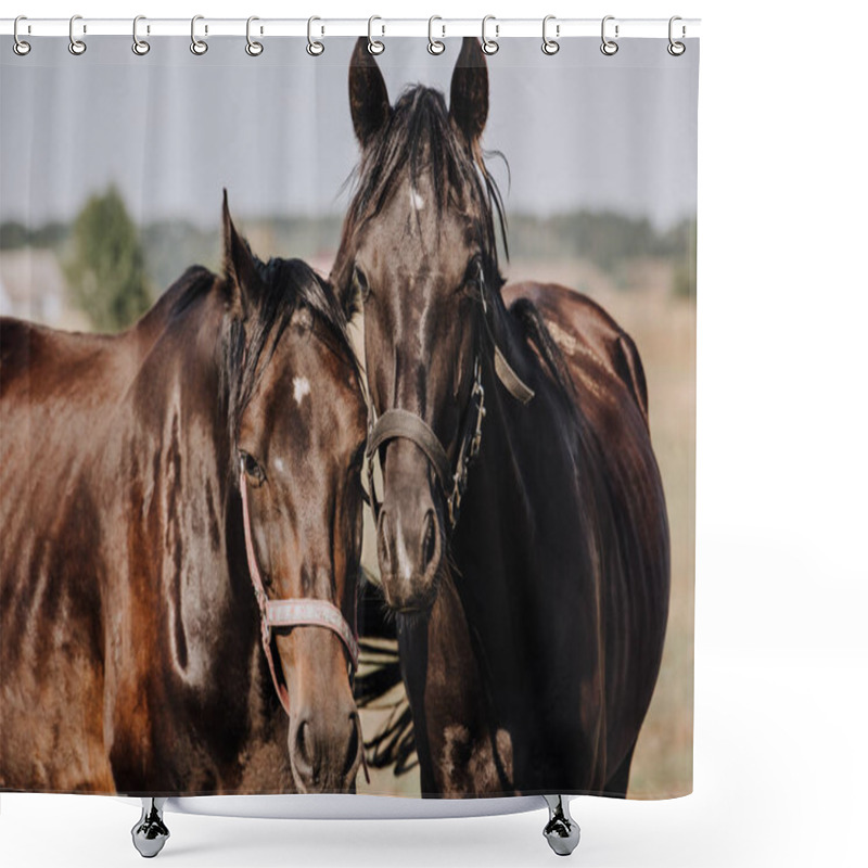 Personality  Close Up Portrait Of Beautiful Black Horses Grazing On Field In Countryside  Shower Curtains