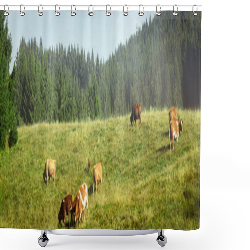 Personality  Cow Herd Grazing On A Green Pasture, Firs In The Background, Black Forest, Panorama Shower Curtains