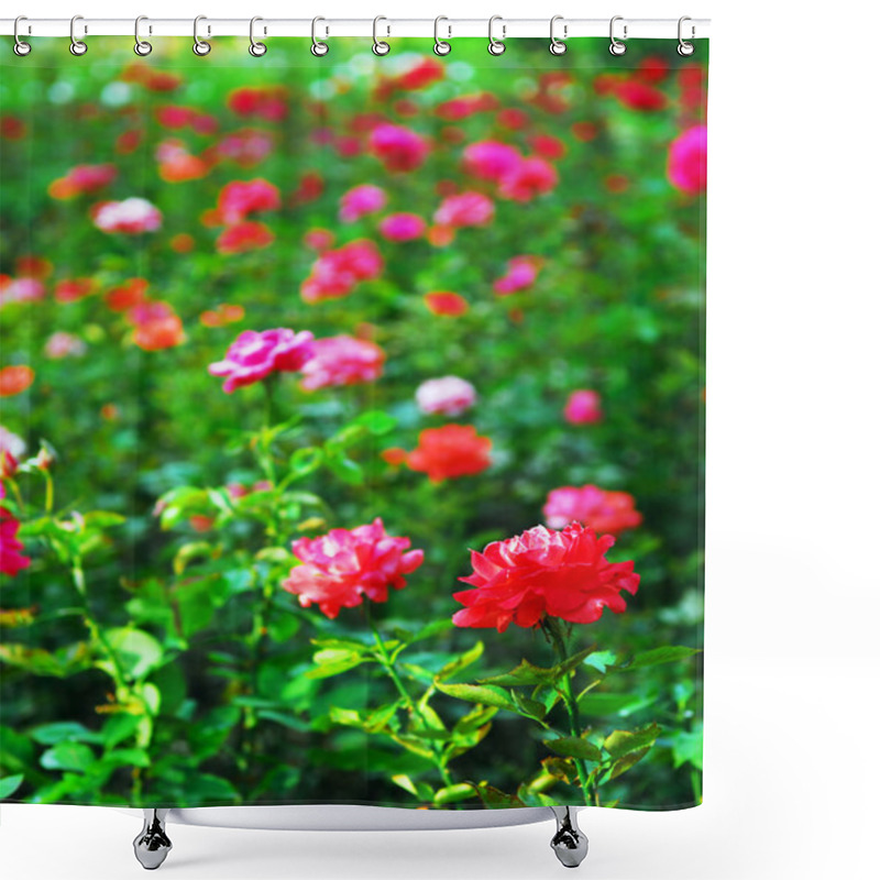 Personality  Background Of Blooming Field Of Various Roses Shower Curtains