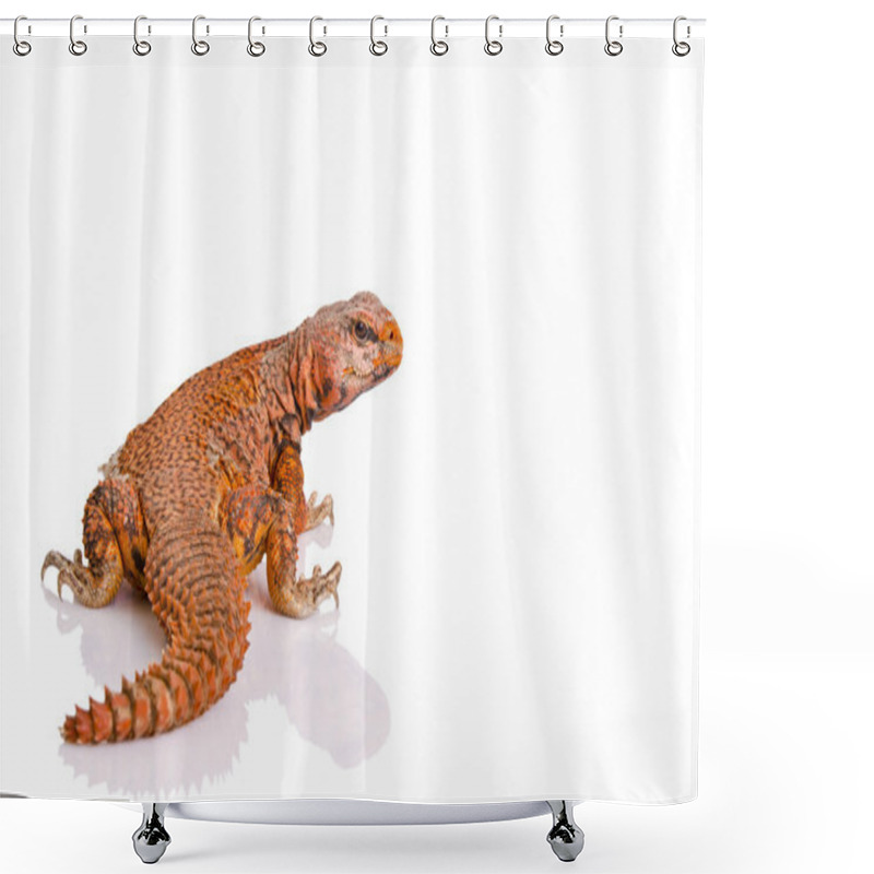 Personality  Lizard (uromastyx) Shower Curtains