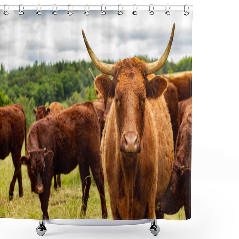 Personality  Salers Cows Cattle In The Nature Shower Curtains