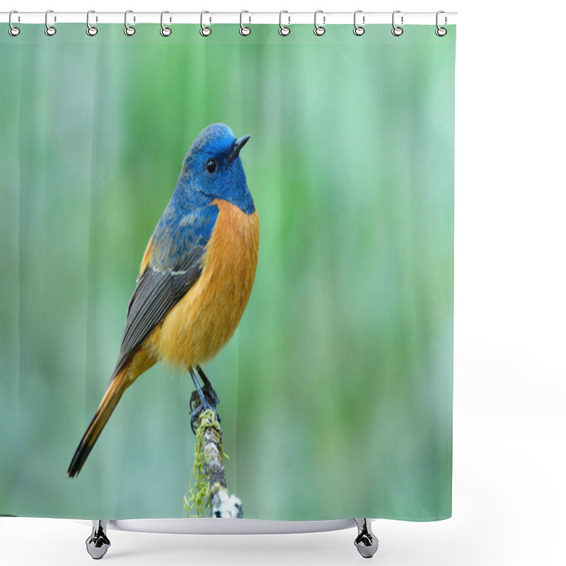 Personality  Beautiful Orange Bird With Blue Head Calmly Perching On Thin Branch Over Fine Blur Green Background In Soft Lighting Environment, Blue-fronted Redstart Shower Curtains