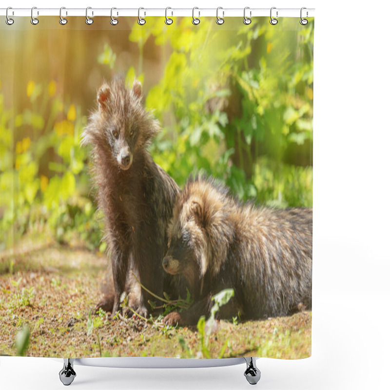 Personality  Pair Of Common Raccoon Dogs Sit Together In Their Natural Environment And Bask In The Sun, Nyctereutes Procyonoides, Chinese Or Asian Raccoon Dog. Parung Time In Animals. Shower Curtains