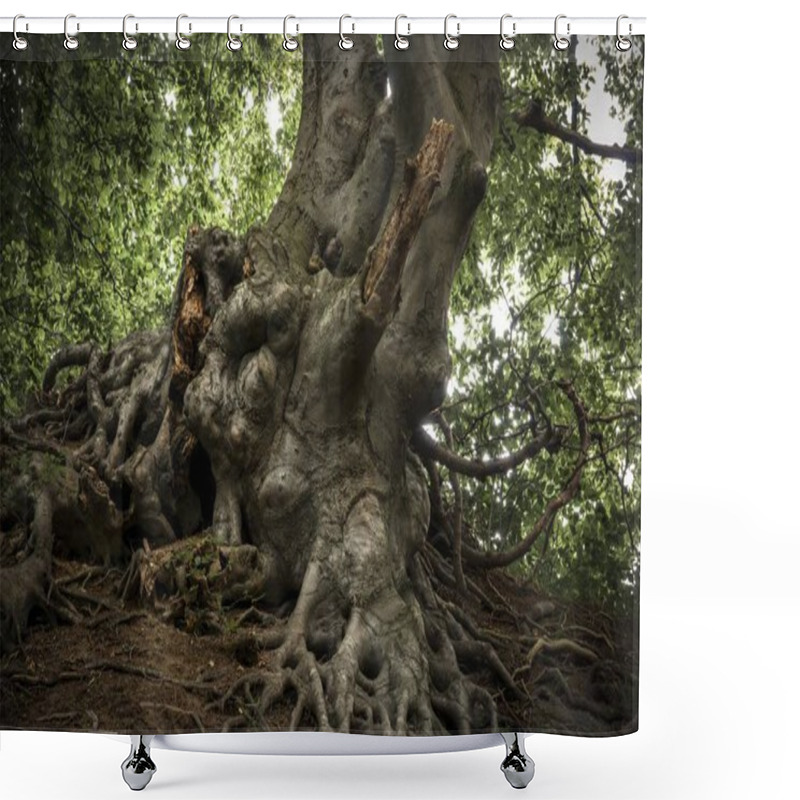 Personality  Fagus Tree Roots In Forest, Jasmund National Park, Germany, Europe Shower Curtains