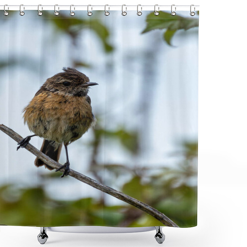 Personality  Stonechat Spotted On Bull Island, Dublin. Insect-eating Bird Found In Open Grasslands And Coastal Habitats. Shower Curtains