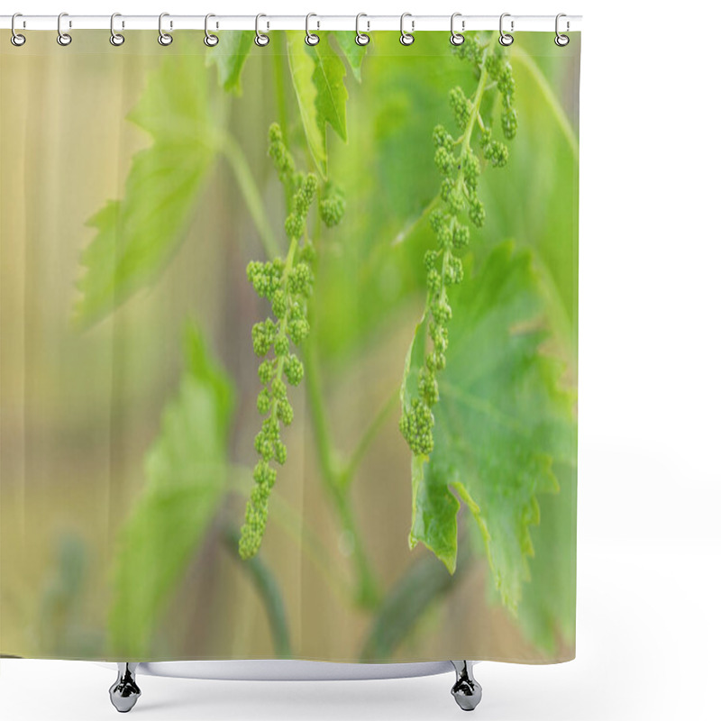 Personality  Grape Flower Buds, Baby Grapes. Close-up Of Flowering Grape Vines, Grapes Bloom During Rainy Summer Day. Grape Seedlings On A Vine, Small Flower Buds Before They Become Small Fruit Grapes.Cyprus. Shower Curtains