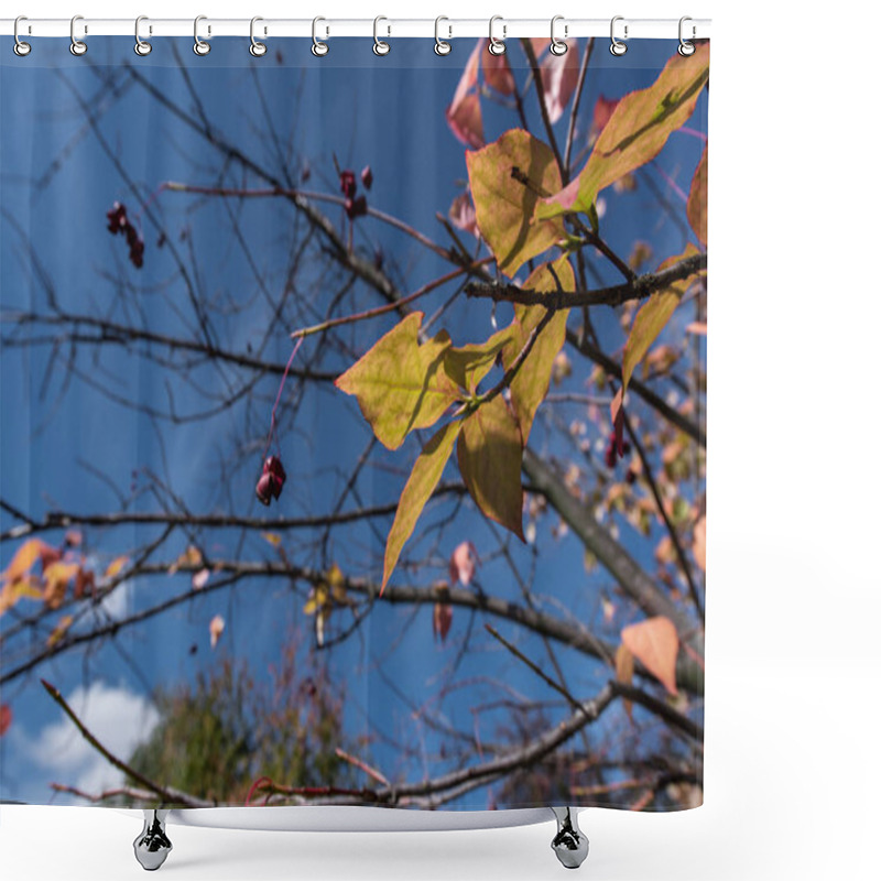 Personality  Yellow Leaves And Berries On Tree Branches With Blue Sky At Background Shower Curtains