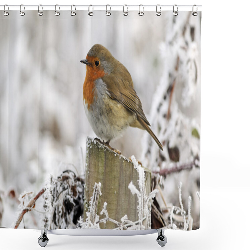 Personality  Robin, Erithacus Rubecula Shower Curtains