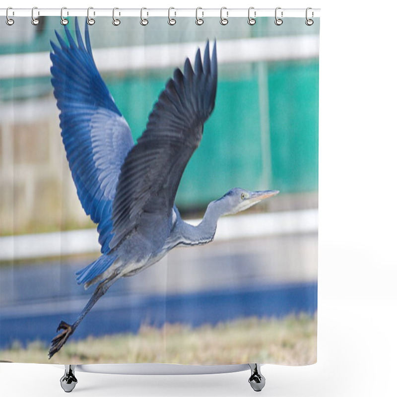 Personality  Ardea Cinerea Aka Grey Heron. Huge Bird Is Flying Above The River In Czech Republic. Shower Curtains