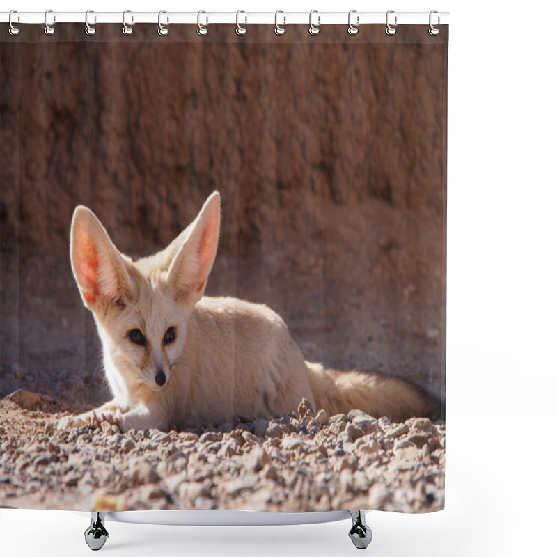 Personality  Desert Fox Shower Curtains