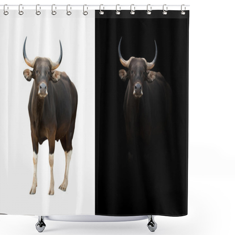 Personality  Banteng In The Dark And White Background Shower Curtains