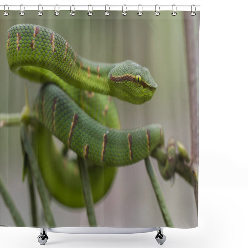 Personality  Wagler's Pit Viper Snake - Tropidolaemus Wagleri Shower Curtains