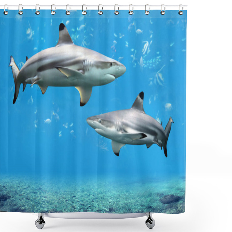 Personality  Blacktip Reef Sharks Swimming In Tropical Waters Shower Curtains