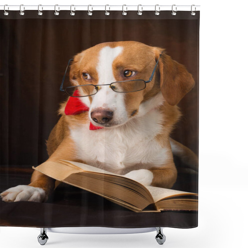 Personality  Cute Mixed Breed Dog Posing As An Intellectual Shower Curtains