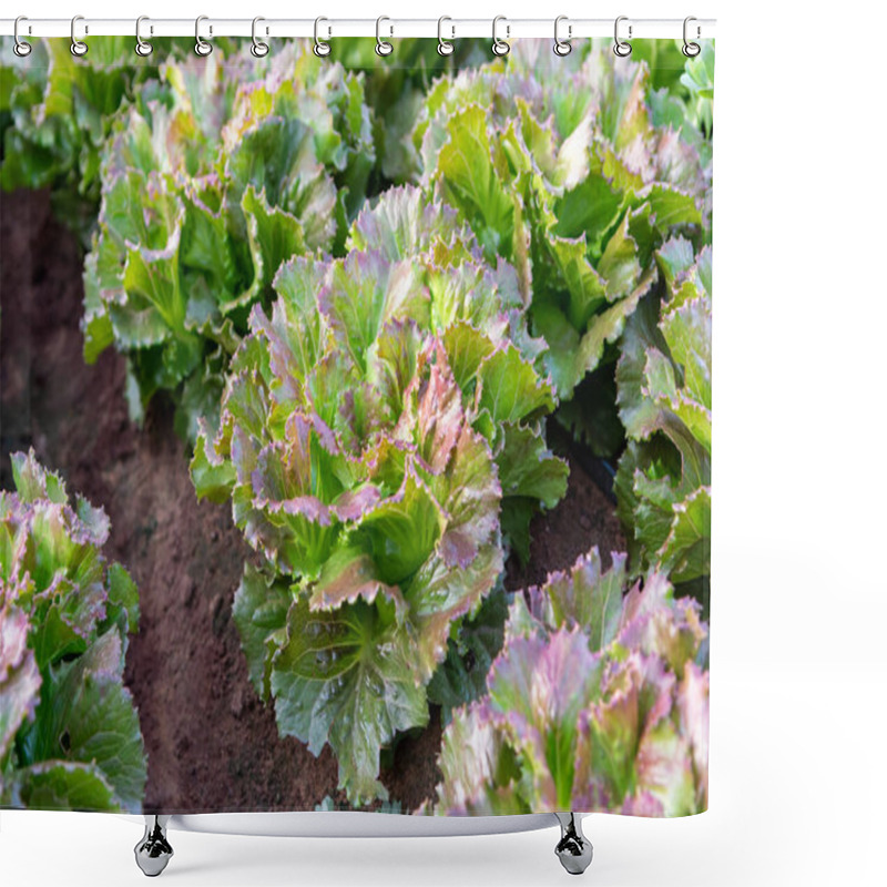 Personality  Farmers Field With Growing In Rows Green Organic Lettuce Leaf Vegetables Close Up Shower Curtains