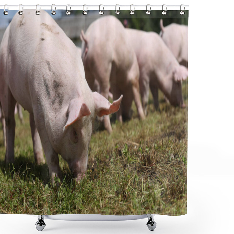 Personality  Closeup Shot Of Young Pigs On Animal Farm Summertime Shower Curtains