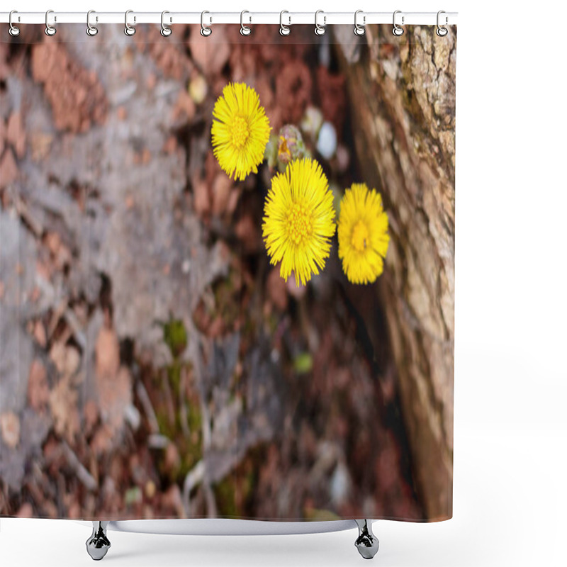 Personality  Yellow Spring Flowers Coltsfoot  In Spring Shower Curtains