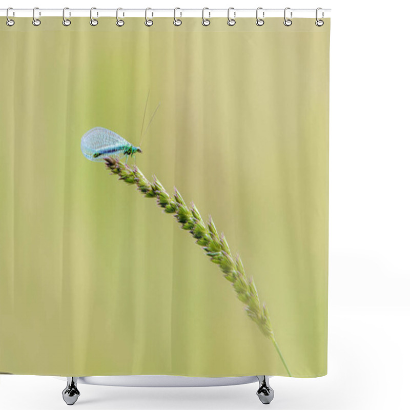 Personality  Lacewing (Chrysopidae) Shower Curtains