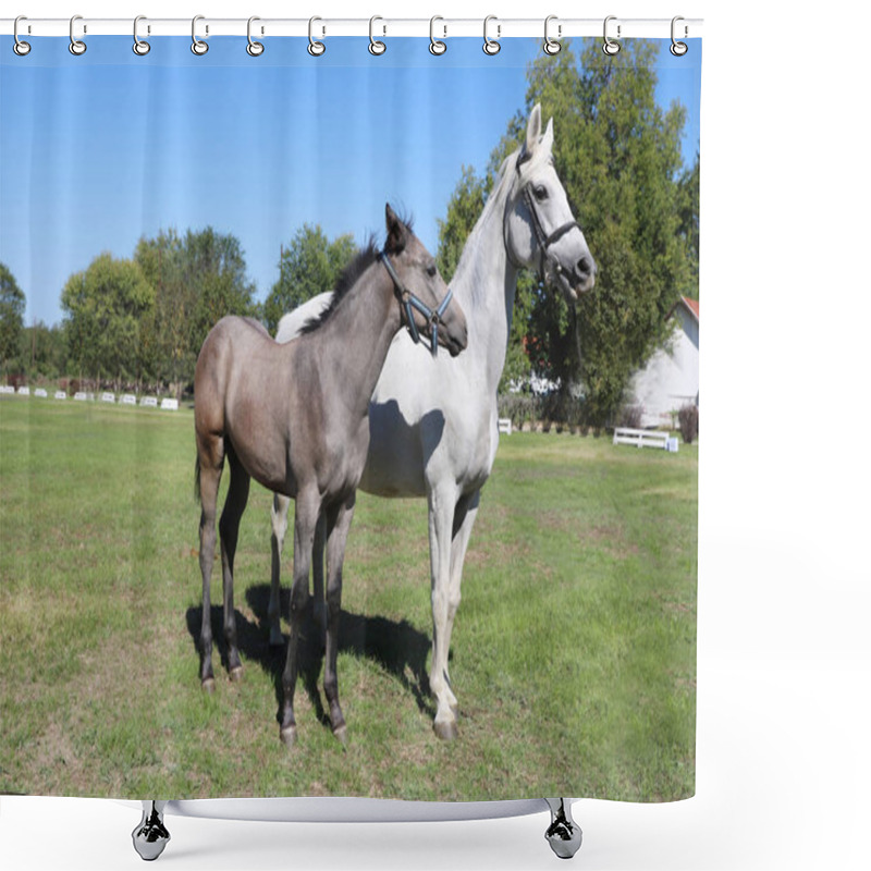 Personality  Young Mare And His Foal Show Off Their Skills On A Beautiful Summer Day, Equestrian Atmosphere Shower Curtains