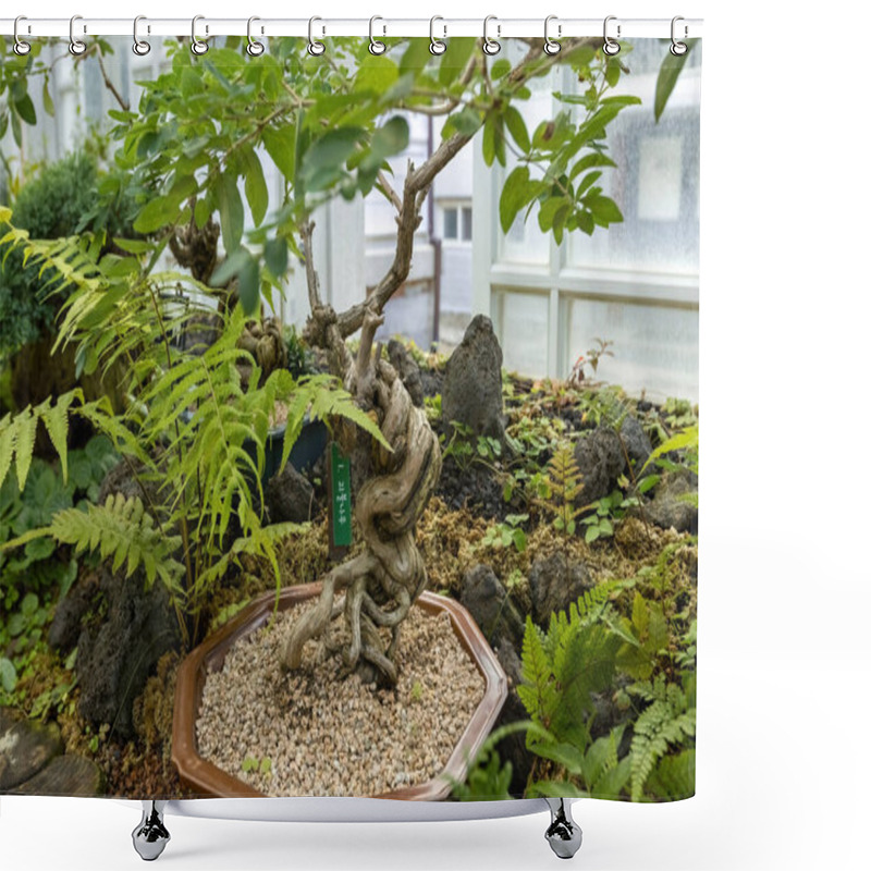 Personality  Bonsai Trees Garden At Grand Greenhouse At Deoksugung Palace, Seoul South Korea Shower Curtains