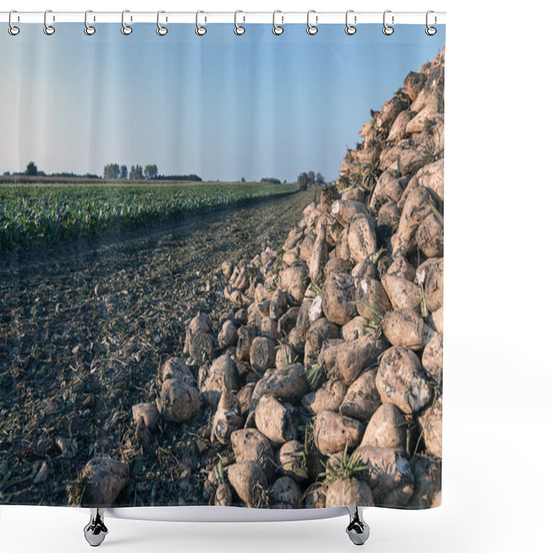 Personality  Sugar Beet Harvest. The Pile Of Sugar Beet.  Shower Curtains