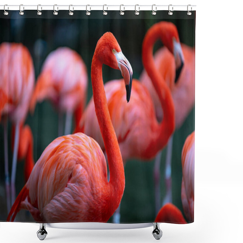 Personality  Greater Flamingo, Phoenicopterus Roseus. Colony Of Pink Flamingos Grooming While Wading In A Pond. Shower Curtains